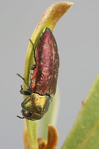 Diphucrania nubeculosa, PL1218C, male, on Acacia argyrophylla, MU